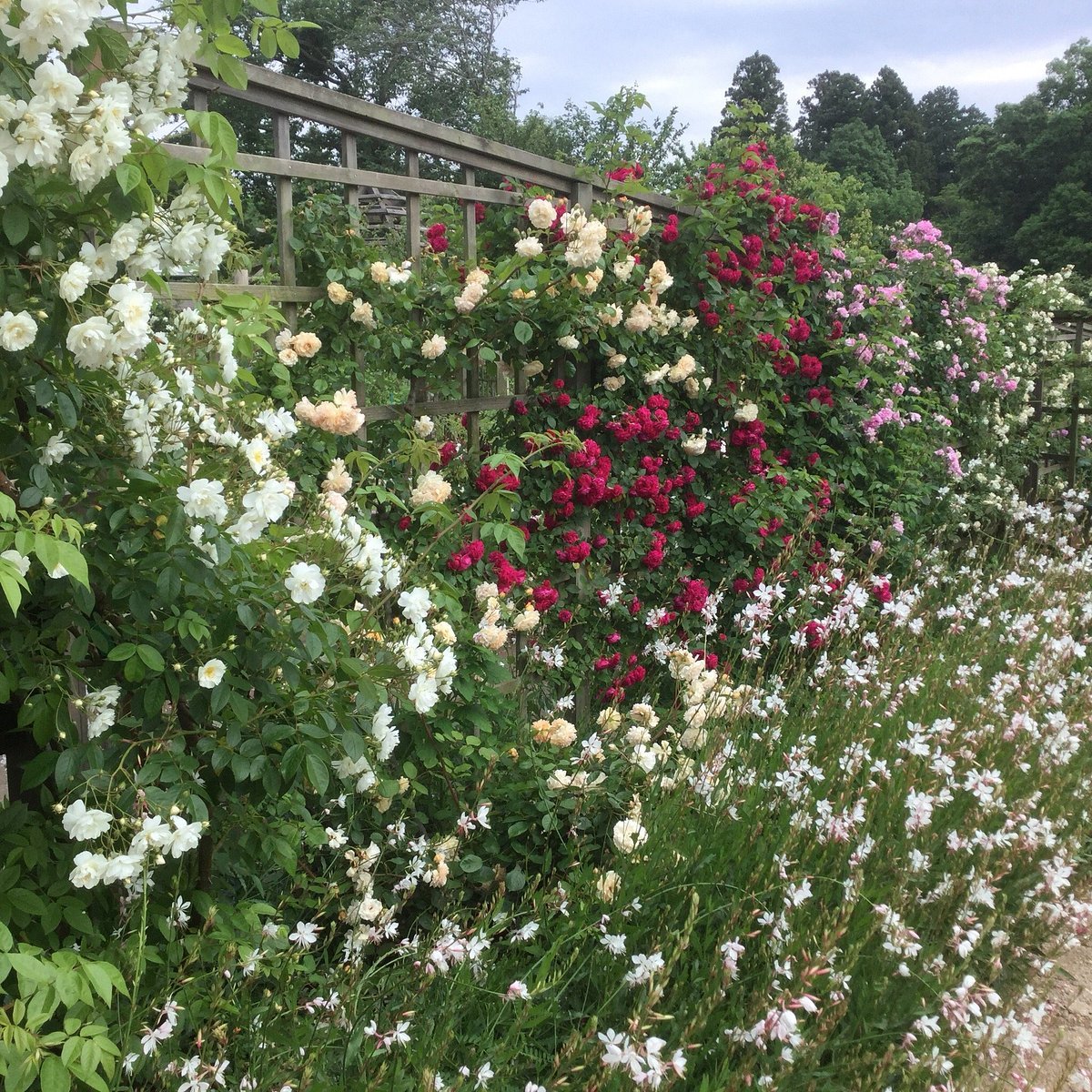 🌳 풀피리 언덕(사쿠라 쿠사부에노오카) 이미지 4